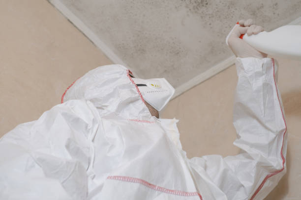 Best Localized Mold Remediation (e.g., coastal areas, humid climates) in Bluffton, IN